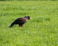 IMG_1242.JPG